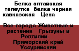 Белка алтайская телеутка, белка черная кавказская › Цена ­ 5 000 - Все города Животные и растения » Грызуны и Рептилии   . Приморский край,Уссурийский г. о. 